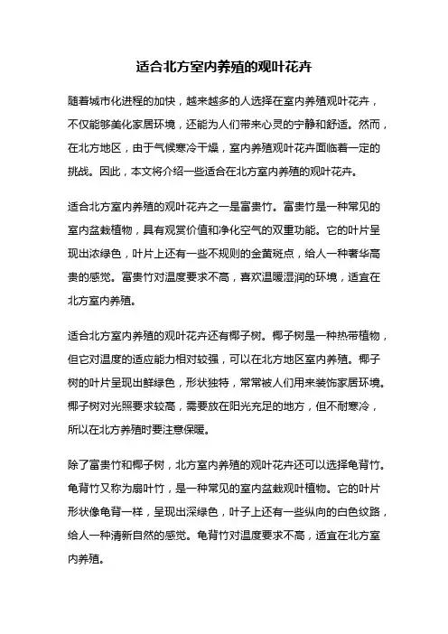 适合北方室内养殖的观叶花卉