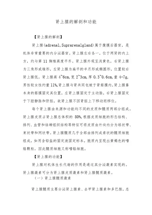 肾上腺的解剖和功能