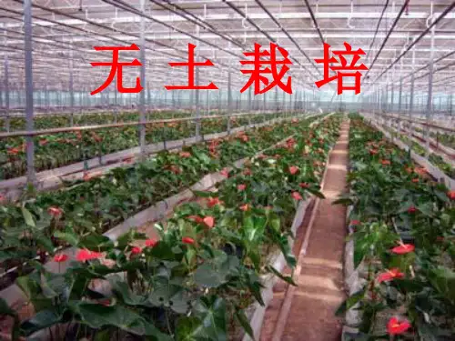 无土栽培技术教学课件(全套完整版)