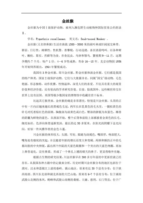 金丝猴