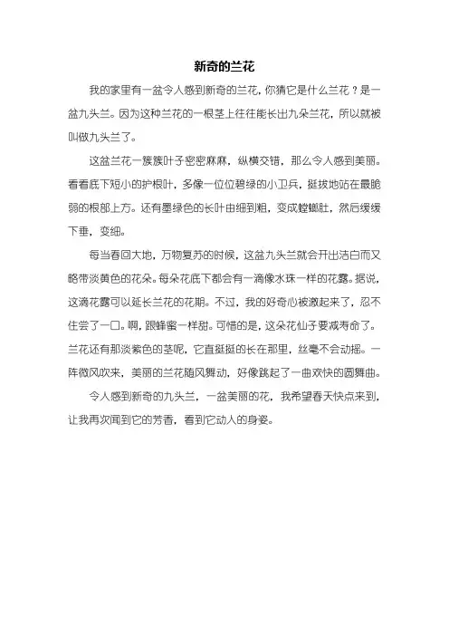 三年级作文：新奇的兰花作文400字
