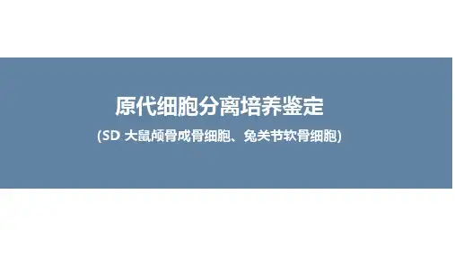 原代细胞分离培养鉴定1(SD 大鼠颅骨成骨细胞、兔关节软骨细胞)