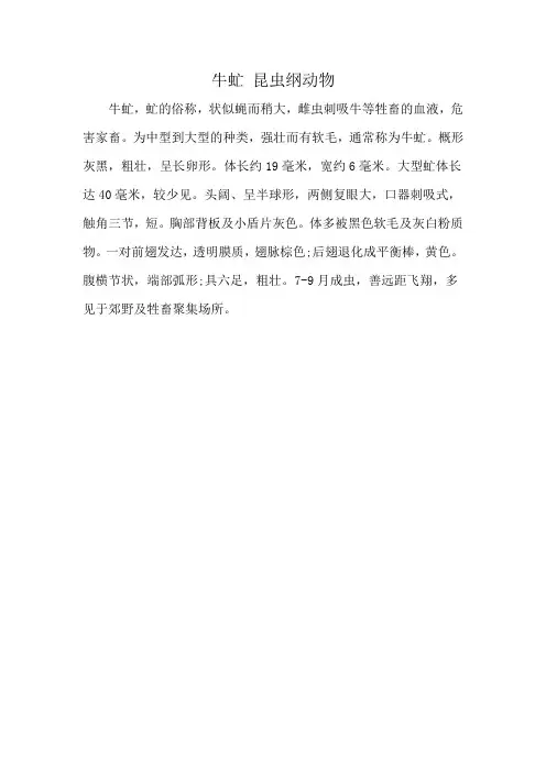 牛虻 昆虫纲动物