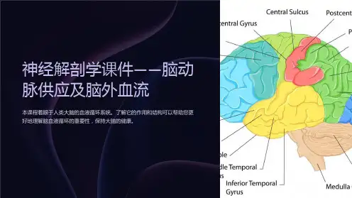 《神经解剖学课件-脑动脉供应及脑外血流》