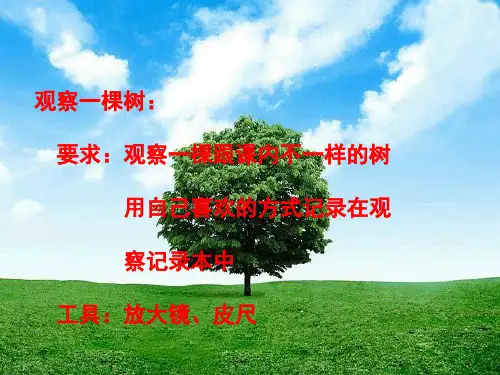《校园的树木》PPT课件