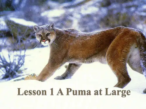 新概念第三册 Lesson-1-A-puma-at-large单词课文详细讲解