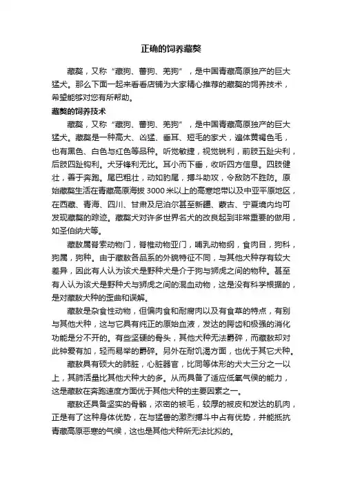 正确的饲养藏獒