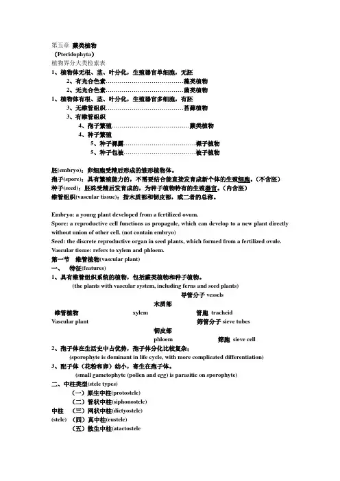 蕨类植物