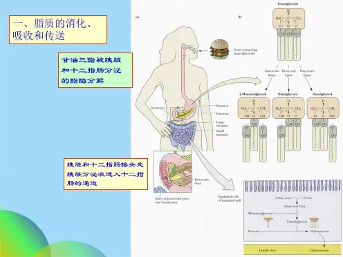 王镜岩 生物化学 经典课件 11脂类代谢1 考研必备 学生物化学必备(共91张PPT)