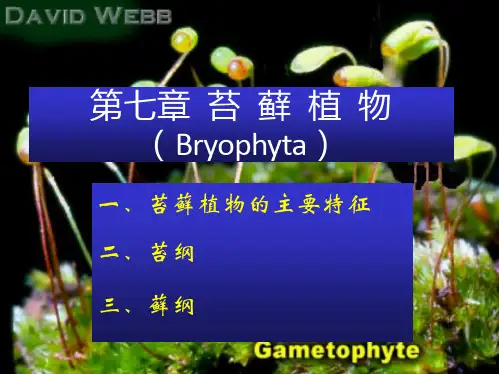 苔藓植物