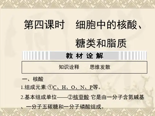 高三人教版生物一轮复习课件 第一单元 第四课时 细胞中的核酸、糖类和脂质(95张PPT)
