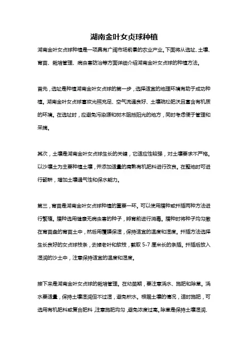 湖南金叶女贞球种植