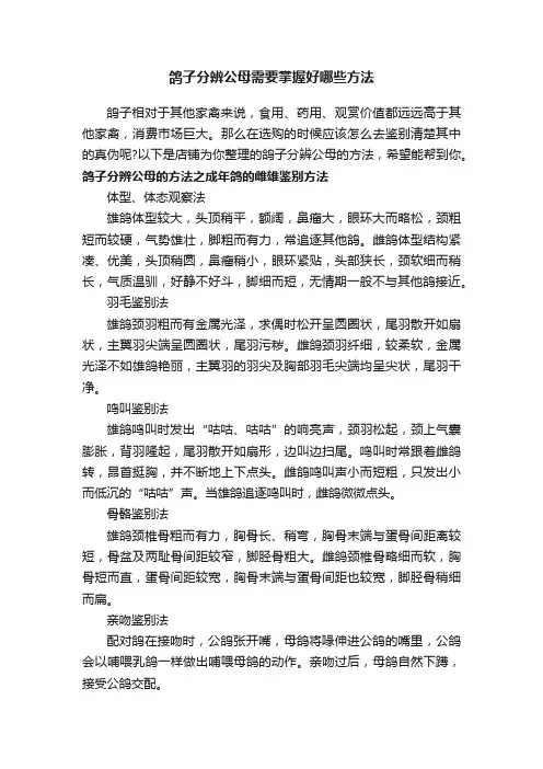 鸽子分辨公母需要掌握好哪些方法