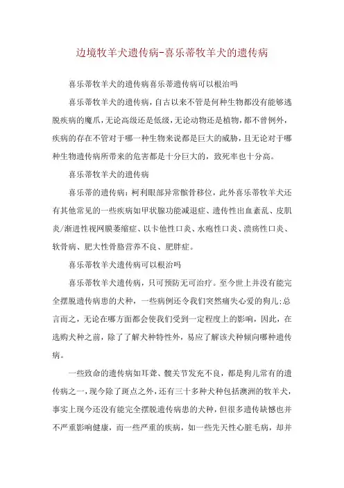 边境牧羊犬遗传病-喜乐蒂牧羊犬的遗传病