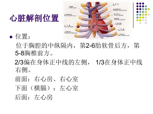 诊断学心脏检查视.触.扣诊