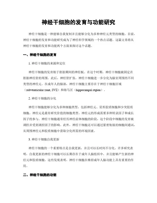 神经干细胞的发育与功能研究