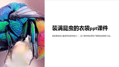装满昆虫的衣袋课件