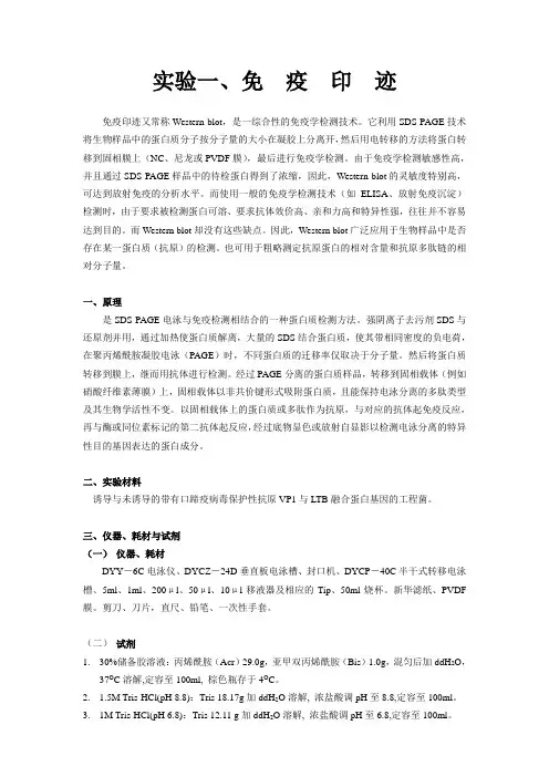 实验一 免疫印迹