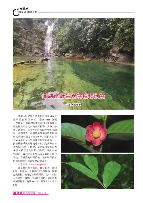 鼎湖山野生观赏植物欣赏