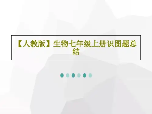 【人教版】生物七年级上册识图题总结共22页文档