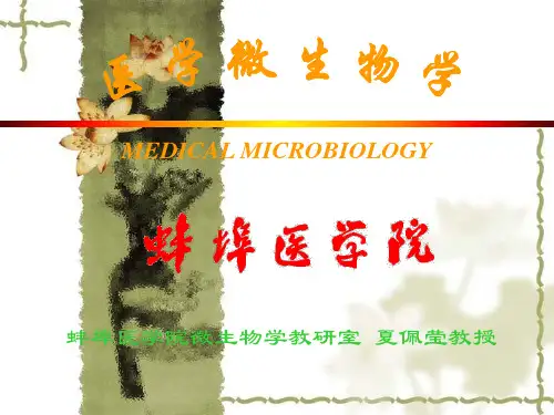 破伤风杆菌课件