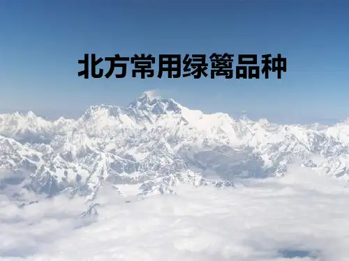 北方常用绿篱