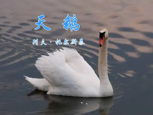《天鹅》PPT课件