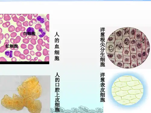 显微镜的使用低倍镜高倍镜
