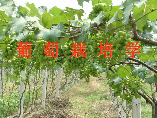 葡萄栽培学完整课件演示课件