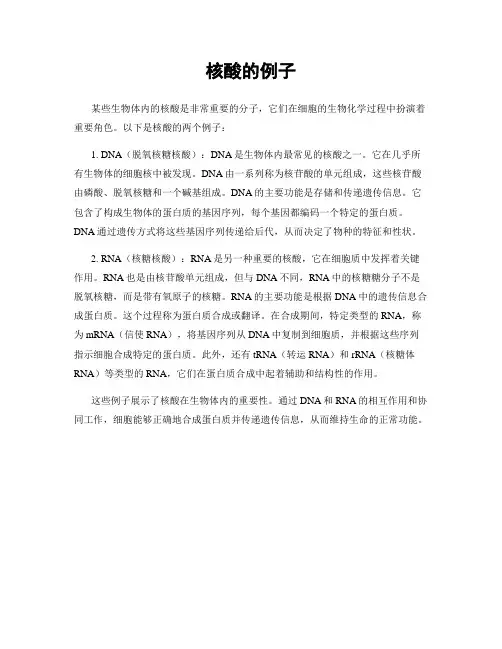 核酸的例子