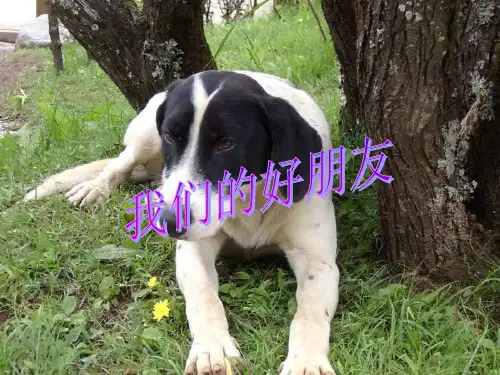 道德与法治《我们的好朋友》PPT课件-完美版1
