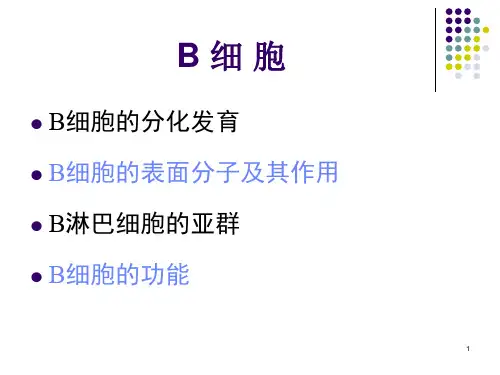 B淋巴细胞PPT医学课件