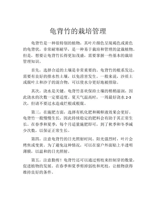 龟背竹的栽培管理