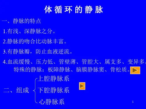 系统解剖静脉PPT课件