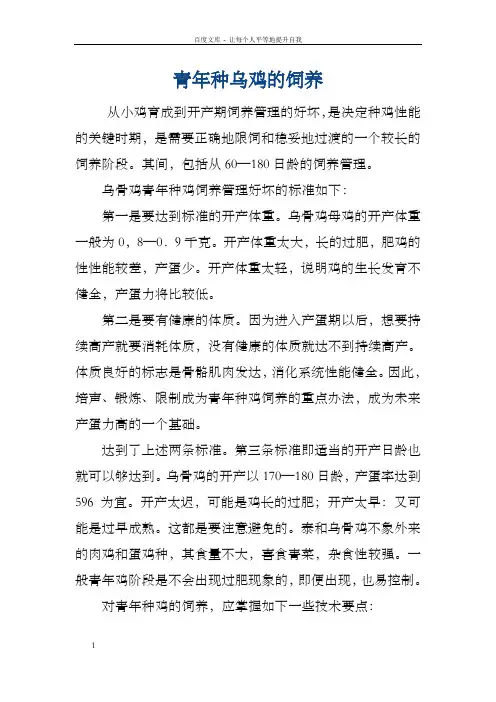 青年种乌鸡的饲养