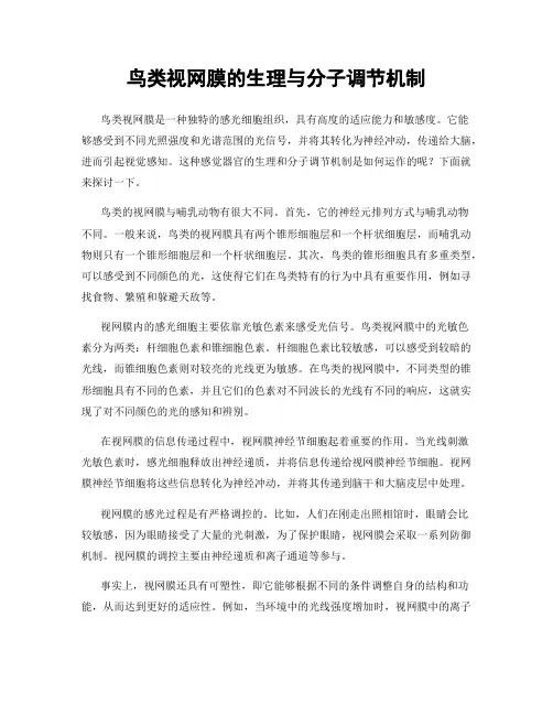 鸟类视网膜的生理与分子调节机制