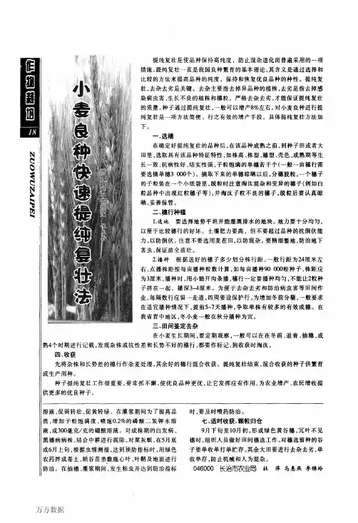小麦良种快速提纯复壮法