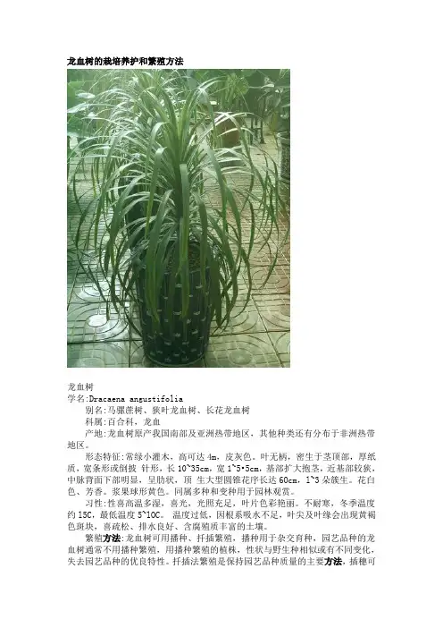 龙血树的栽培养护和繁殖方法