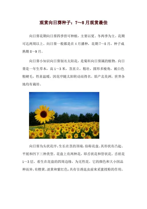 观赏向日葵种子：7～8月观赏最佳