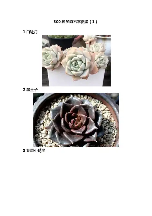 300种多肉名字图鉴（1）