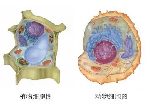 (新)人教版高中生物必修一1.1《从生物圈到细胞》优质课件(共30张PPT)