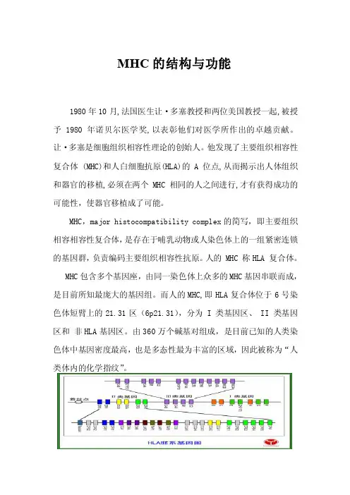 MHC的结构与功能