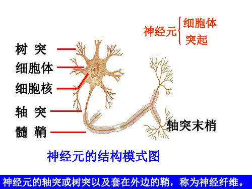 神经信息的传送.ppt