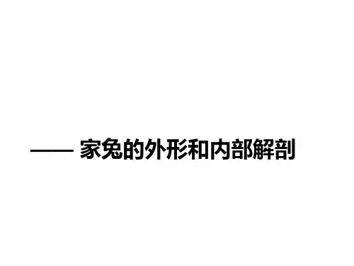 家兔的外形和内部解剖-PPT