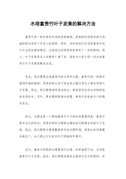 水培富贵竹叶子发黄的解决方法
