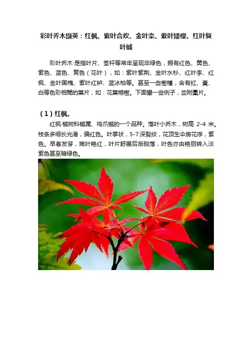 彩叶乔木撷英：红枫、紫叶合欢、金叶栾、紫叶矮樱、红叶复叶槭