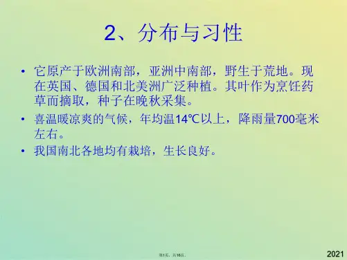 芳香植物资源4(共16张PPT)