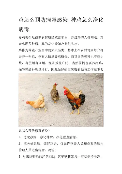 鸡怎么预防病毒感染 种鸡怎么净化病毒