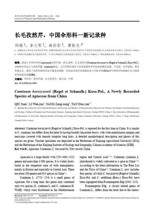 长毛孜然芹,中国伞形科一新记录种