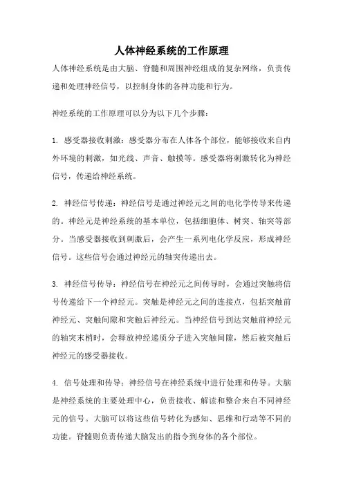 人体神经系统的工作原理
